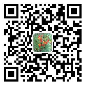 手机端打开网站